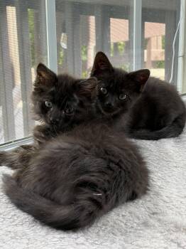Mavis (and Marlon) -  Domestic Short Hair Cat for Adoption in Trenton, New Jersey - Mavis (and Marlon) | PetCurious