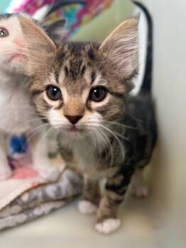 Rescue Domestic Short Hair Cats for Adoption in Menomonie, Wisconsin - Kicker | PetCurious