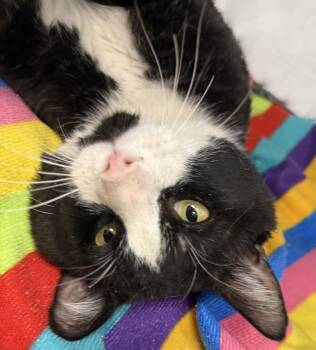 Domestic Short Hair and Tuxedo Cats Available for Adoption in Chandler, Arizona - Double Stuff Oreo | PetCurious