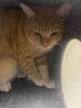 Domestic Short Hair Cats Available for Adoption in Daytona Beach, Florida - Creamsicle | PetCurious