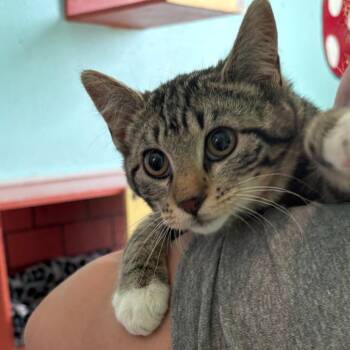 Domestic Short Hair Cats Available for Adoption in West Des Moines, Iowa - Lucy | PetCurious
