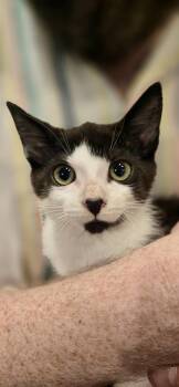 Butterbean Melrose -  Domestic Short Hair Cat for Adoption in Philadelphia, Pennsylvania - Butterbean Melrose | PetCurious