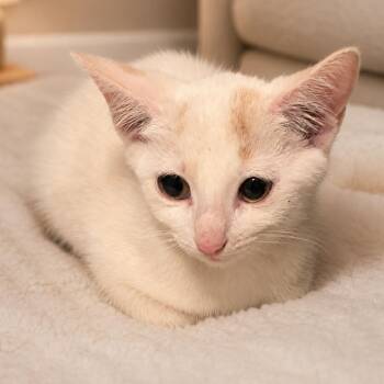 Popcorn Ceiling -  Domestic Short Hair Cat for Adoption in South Euclid, Ohio - Popcorn Ceiling | PetCurious