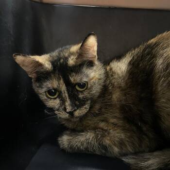 WAGS-Stray-23231 -  Domestic Short Hair Cat for Adoption in Westminster, California - WAGS-Stray-23231 | PetCurious
