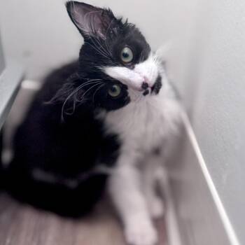 Domestic Medium Hair Cats Available for Adoption - Sherlock | PetCurious