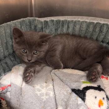Cashew -  Domestic Short Hair Cat for Adoption in Gloucester, Virginia - Cashew | PetCurious