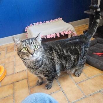 Jemma -  Domestic Short Hair Cat for Adoption in Yankton, South Dakota - Jemma | PetCurious