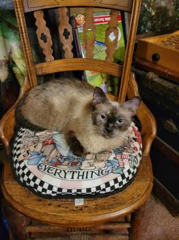 Jasmine -  Siamese Cat for Adoption in Export, Pennsylvania - Jasmine | PetCurious