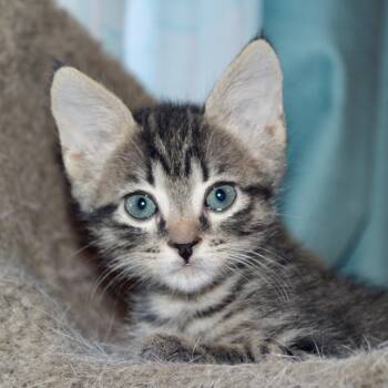 Rescue Domestic Short Hair Cats for Adoption in Austin, Texas - Quahog 27 | PetCurious