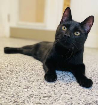 Rescue Domestic Medium Hair Cats for Adoption in Duxbury, Massachusetts - Nicky | PetCurious