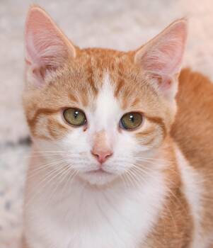 Lime -  Domestic Short Hair Cat for Adoption in Cincinnati, Ohio - Lime | PetCurious