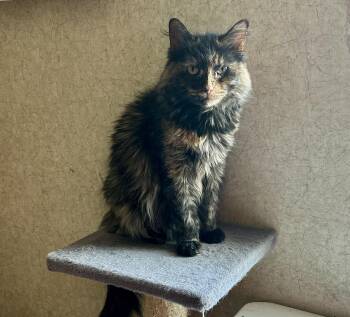 Rescue Domestic Long Hair Cats for Adoption in Peru, Illinois - Diana | PetCurious