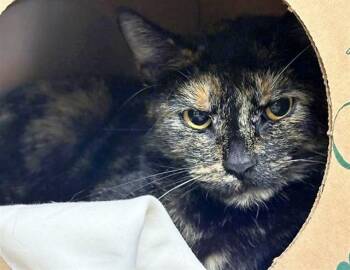 Domestic Short Hair Cats Available for Adoption in Brentwood, Missouri - DIOR | PetCurious