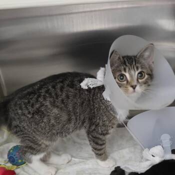 Tigra -  Domestic Short Hair Cat for Adoption in Clavet, Saskatchewan - Tigra | PetCurious