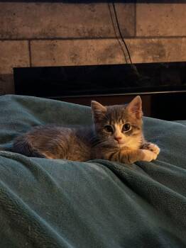 Chewbacca -  Domestic Short Hair Cat for Adoption in Ottawa, Ontario - Chewbacca | PetCurious