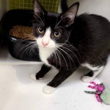 Sally -  Domestic Short Hair Cat for Adoption in Tallahassee, Florida - Sally | PetCurious