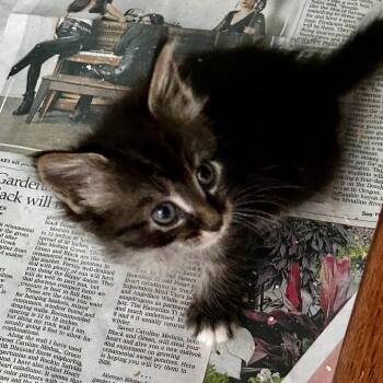 Hope -  Domestic Medium Hair Cat for Adoption in Moses Lake, Washington - Hope | PetCurious