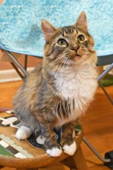 Moppet -  Domestic Medium Hair Cat for Adoption in Johnstown, New York - Moppet | PetCurious