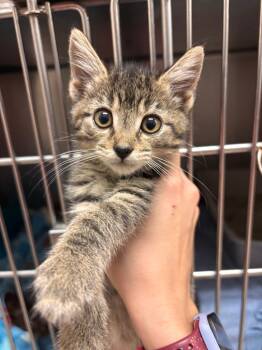 Rescue Domestic Short Hair Cats for Adoption in Lima, Ohio - Si | PetCurious
