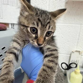 Domestic Short Hair Cats Available for Adoption in Edinburg, Texas - Buttercup | PetCurious