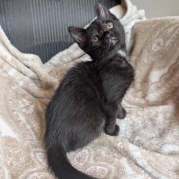 Domestic Short Hair Cats Available for Adoption - Ginny | PetCurious
