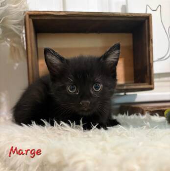 Rescue Domestic Short Hair Cats for Adoption in Aurora, Nebraska - Marge | PetCurious