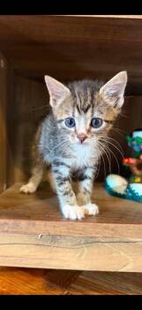 Pallet Jack -  Domestic Short Hair Cat for Adoption in Johnson City, Tennessee - Pallet Jack | PetCurious