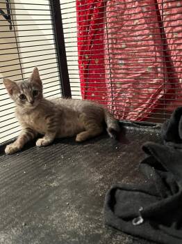 Louise -  Domestic Short Hair Cat for Adoption in Johnson City, Tennessee - Louise | PetCurious