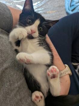 Othello - Games Litter -  Tuxedo Cat for Adoption in Anthem, Arizona - Othello - Games Litter | PetCurious