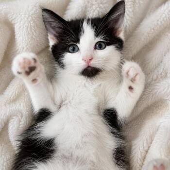 Tuxedo Cats Available for Adoption in Lemoyne, Pennsylvania - Gia | PetCurious
