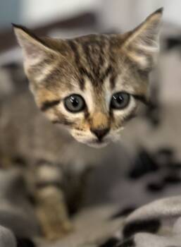 Rescue Domestic Short Hair Cats for Adoption in El Dorado, Arkansas - Walmart B | PetCurious