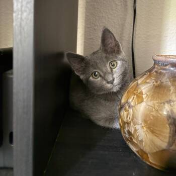 Houdini -  Domestic Short Hair Cat Available for Adoption in San Diego, California - Houdini | PetCurious