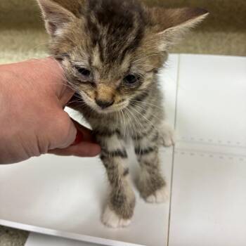 Shrimp Fried Rice -  Domestic Short Hair Cat for Adoption in Windsor, Virginia - Shrimp Fried Rice | PetCurious
