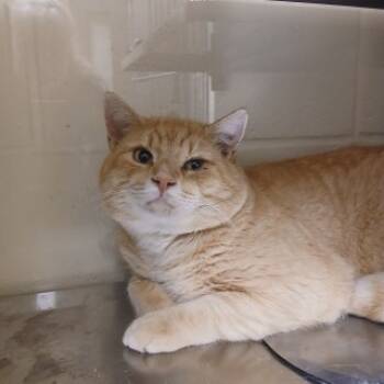 Rescue Domestic Short Hair Cats for Adoption in Apple Valley, California - Tubbs | PetCurious