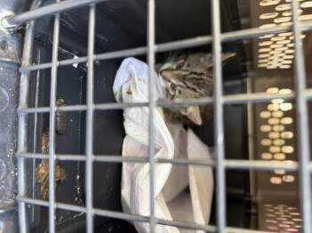 Max -  Domestic Short Hair Cat for Adoption in Hurricane, Utah - Max | PetCurious