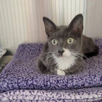 Gideon -  Domestic Short Hair Cat for Adoption in Wheeling, Illinois - Gideon | PetCurious