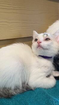 Solstice (Purple) -  Domestic Short Hair Cat for Adoption in Clarksville, Tennessee - Solstice (Purple) | PetCurious