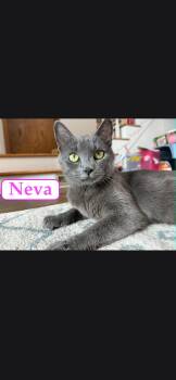 Neva -  Russian Blue Cat for Adoption in Medford, Wisconsin - Neva | PetCurious