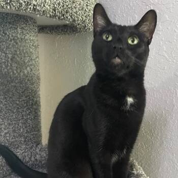 Rescue American Shorthair Cats for Adoption in Rochester, Minnesota - Panterita | PetCurious