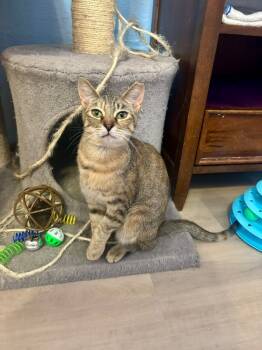 Rescue Domestic Short Hair Cats for Adoption in West Mifflin, Pennsylvania - Elara | PetCurious