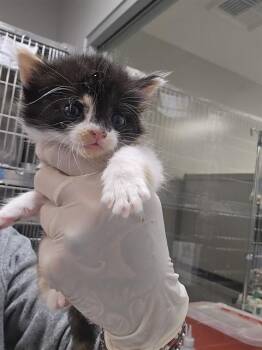 LINDA -  Domestic Short Hair Cat for Adoption in Thousand Palms, California - LINDA | PetCurious