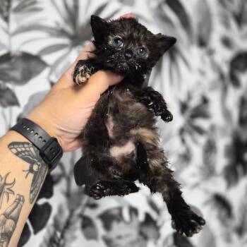 Velvet -  Domestic Short Hair Cat for Adoption in Wahiawa, Hawaii - Velvet | PetCurious
