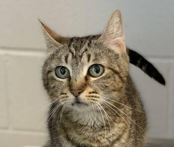 Domestic Short Hair Cats Available for Adoption in Slidell, Louisiana - Lori Grimes | PetCurious
