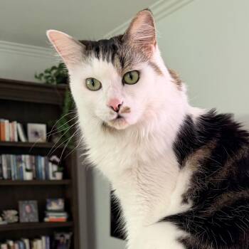 Tommy -  Domestic Long Hair Cat for Adoption in Irvine, California - Tommy | PetCurious