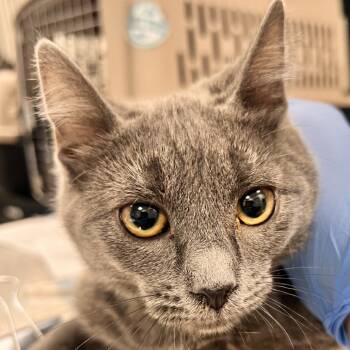 Rescue Domestic Short Hair Cats for Adoption in Las Cruces, New Mexico - Feisty | PetCurious