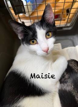 Rescue Domestic Short Hair Cats for Adoption in Pawleys Island, South Carolina - Maisie | PetCurious