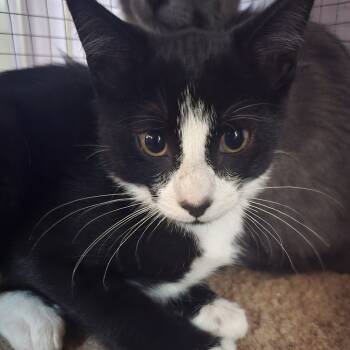 Rescue Domestic Short Hair Cats for Adoption in Madison, Wisconsin - Spice | PetCurious