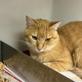 72320 -  Domestic Short Hair Cat for Adoption in Harrisonburg, Virginia - 72320 | PetCurious