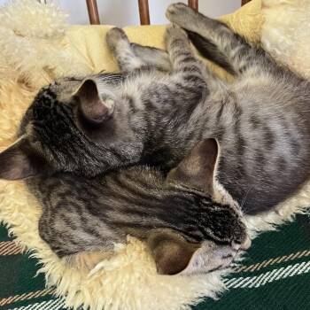 Rascal -  Domestic Medium Hair Cat for Adoption in Santa Rosa, California - Rascal | PetCurious