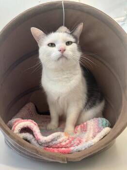 Darcy (aka Luna) -  Domestic Short Hair Cat for Adoption in Cumberland, Maine - Darcy (aka Luna) | PetCurious